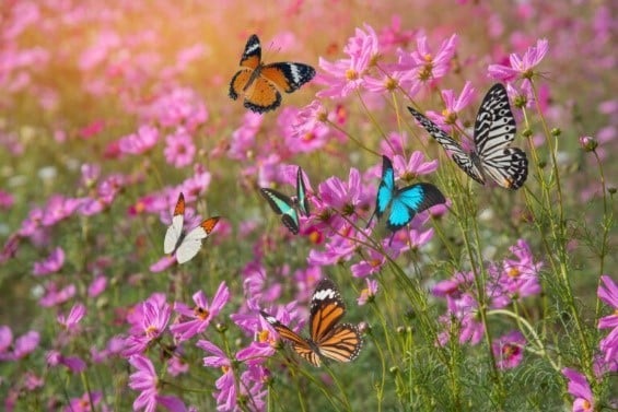 Bunte Schmetterlinge fliegen über einem Feld voller rosa Blumen bei Sonnenlicht.